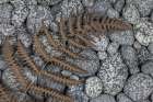 USA, Washington State, Seabeck. Dried bracken fern on beach rocks. Art Print